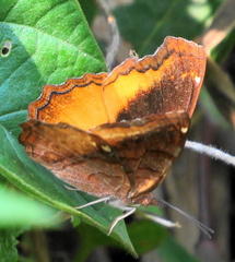 Eurytela dryope angulata