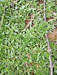 Calibrachoa parviflora