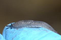 Hesperarion hemphilli