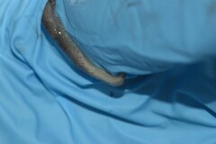 Hesperarion hemphilli