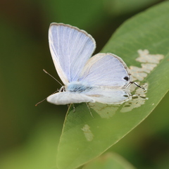 Catochrysops panormus
