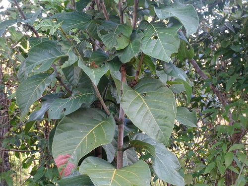 Image of Coccoloba spicata by (c) Alexis López Hernández, some rights reserved (CC BY)