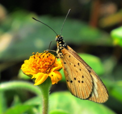 Acraea encedon encedon