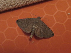 Toxonprucha pardalis