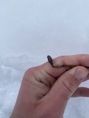 Rabdophaga salicisgnaphalioides