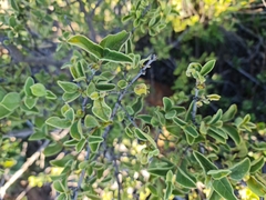 Vangueria parvifolia