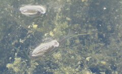 Xiphophorus hellerii