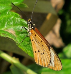 Acraea encedon encedon