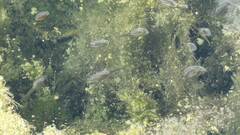 Xiphophorus hellerii