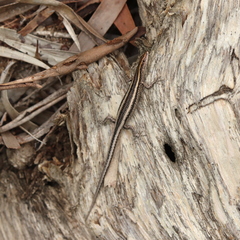 Cryptoblepharus