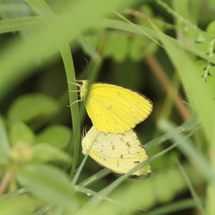 Eurema