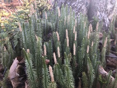 Lycopodiales