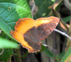 Eurytela dryope angulata
