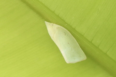 Flatidae