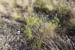 Dodonaea viscosa angustifolia
