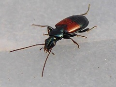 Bembidion varicolor