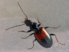 Bembidion varicolor
