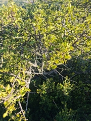 Vangueria parvifolia