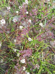 Lepidium nitidum