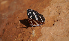 Neptis