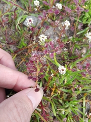 Lepidium nitidum