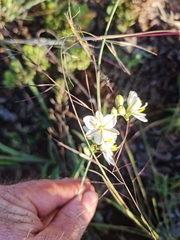 Chlorophytum cooperi