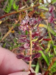 Lepidium nitidum