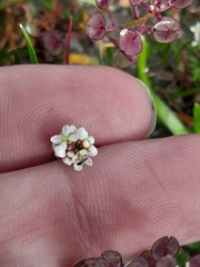 Lepidium nitidum