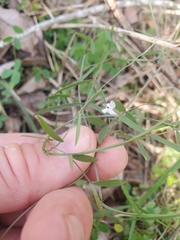 Vicia acutifolia