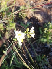 Chlorophytum cooperi