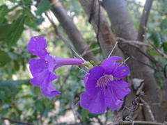 Bignonia neoheterophylla
