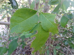 Bignonia neoheterophylla