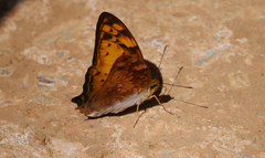 Vagrans sinha
