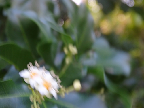 Image of Exothea paniculata by (c) Alexis López Hernández, some rights reserved (CC BY)