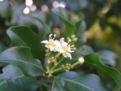 Exothea paniculata