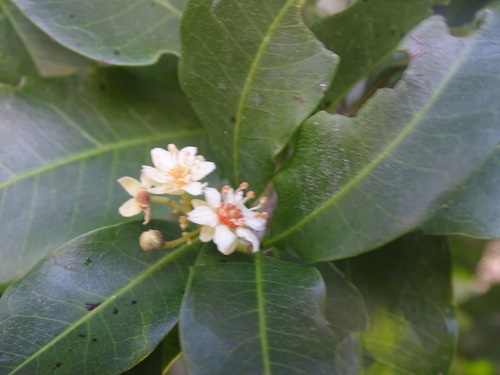 Image of Exothea paniculata by (c) Alexis López Hernández, some rights reserved (CC BY)
