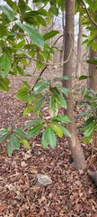Magnolia grandiflora