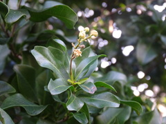 Exothea paniculata