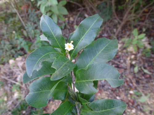 Image of Exothea paniculata by (c) Alexis López Hernández, some rights reserved (CC BY)