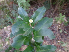 Exothea paniculata