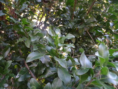 Exothea paniculata