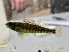 Etheostoma zonale