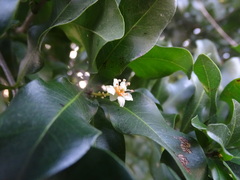 Exothea paniculata
