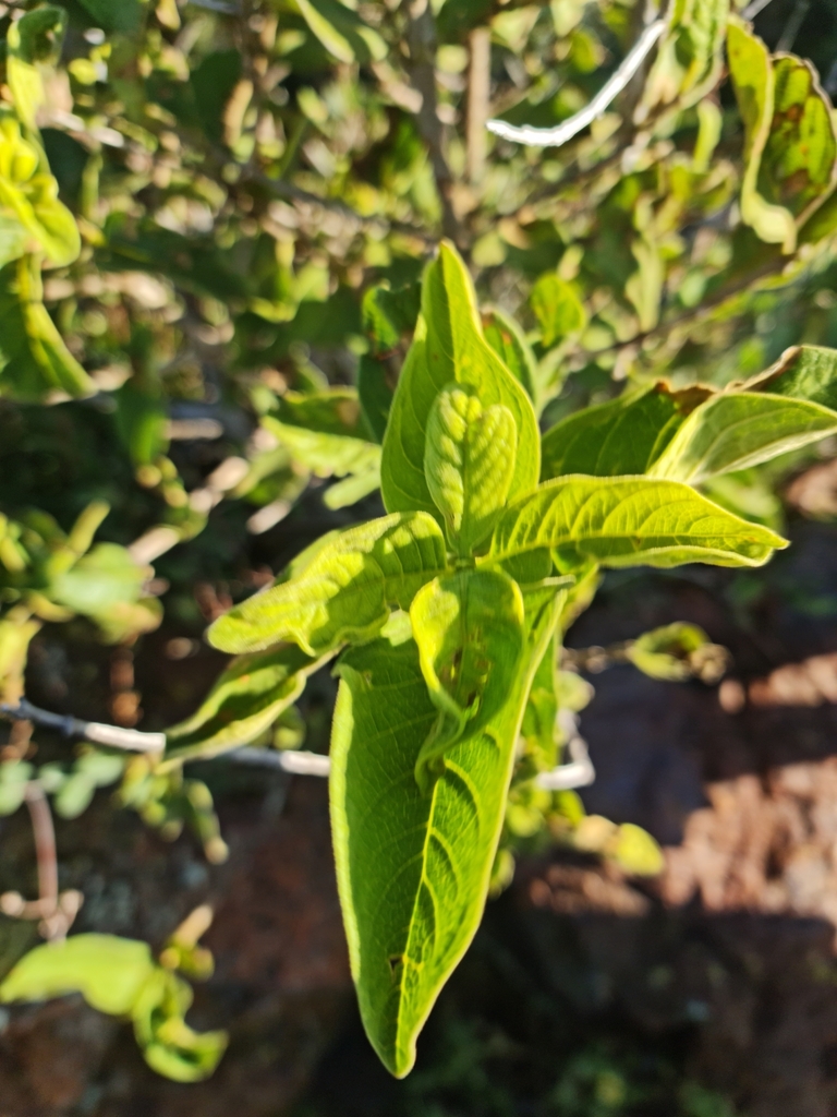 wild-medlar from Merafong City Local Municipality, South Africa on ...