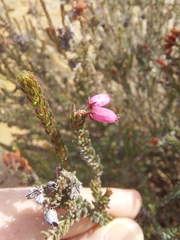 Erica andevalensis