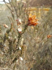 Erica andevalensis