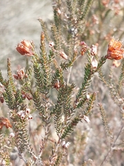 Erica andevalensis