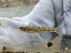 Etheostoma teddyroosevelt