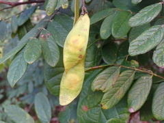 Lonchocarpus