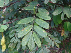 Lonchocarpus